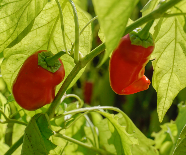 Verduras de conservas Adolfo Sádaba - Imagen 2