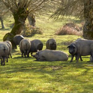 Visita la dehesa salmantina y vive el ibérico desde su origen